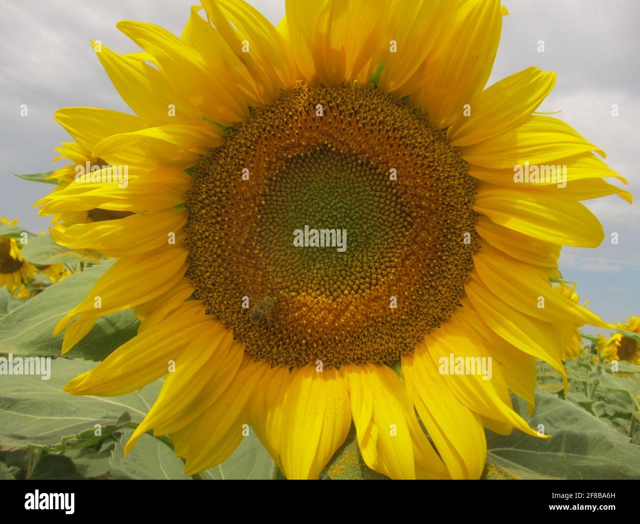 Solo für Sonneblume in der Provence bei Arles Foto Stock