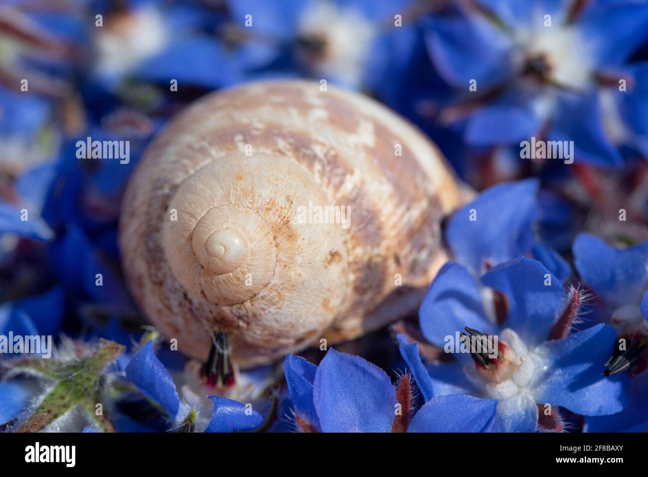 Primo piano di un guscio di lumaca che giace su un letto di fiori di borragine blu Foto Stock