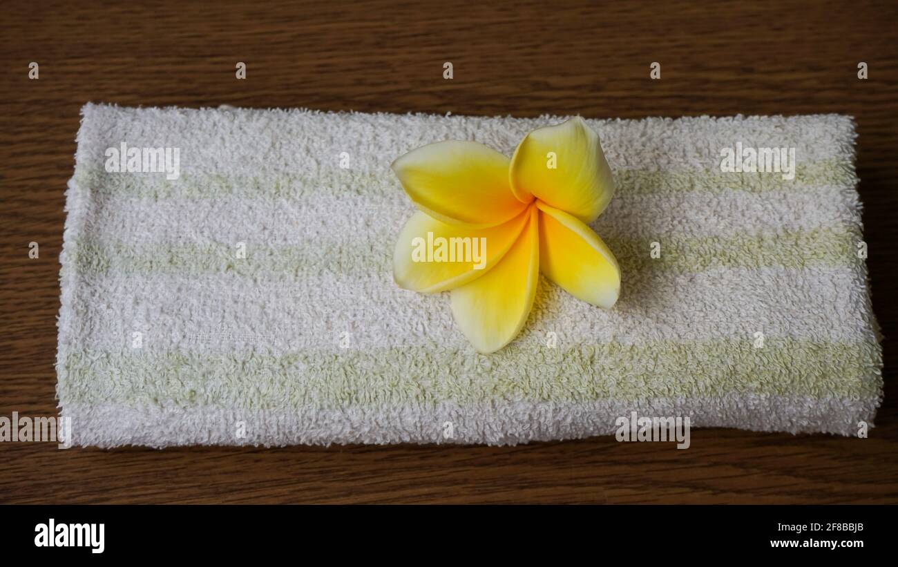 Primo piano di fiori di frangipani gialli Foto Stock