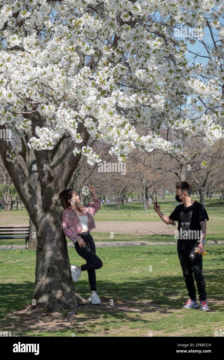Un uomo americano asiatico e, presumibilmente, la sua ragazza, scattare foto sotto un albero di Apple Blossom in un parco a Queens, New York City. Foto Stock