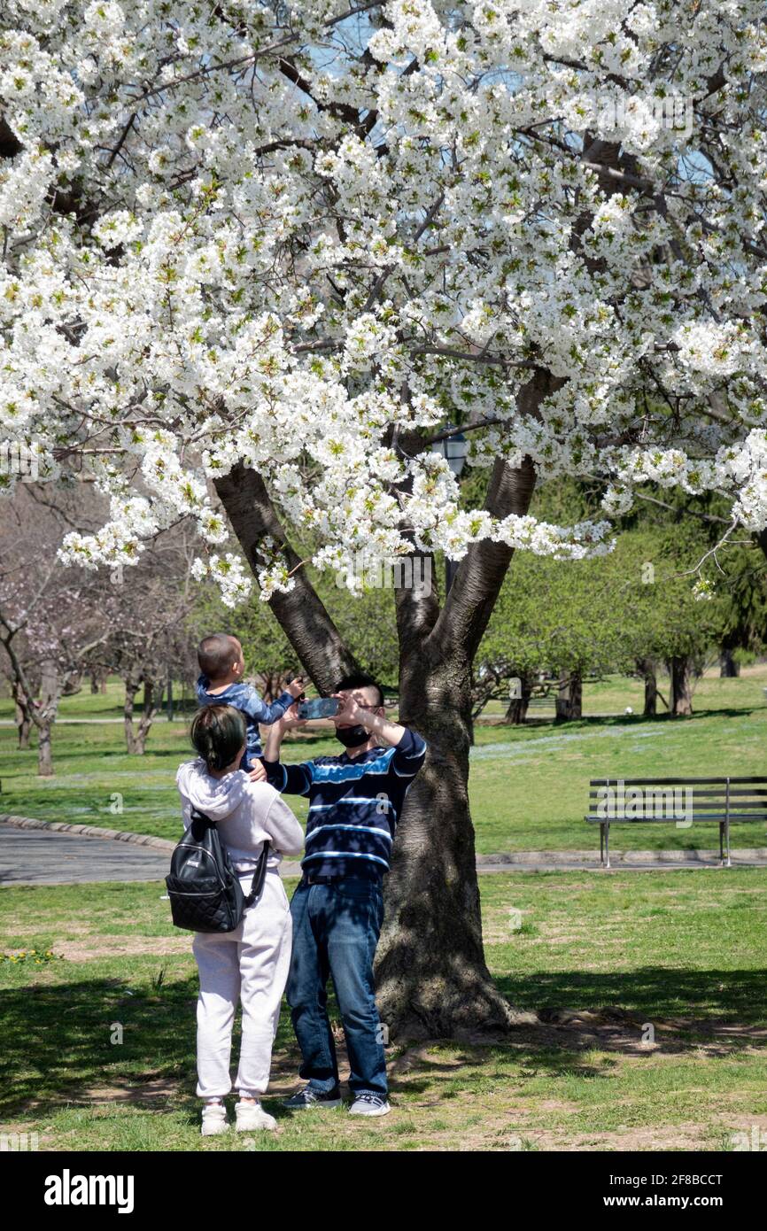 Una coppia scatta foto del suo bambino tra gli alberi di meleto. In un dolce giorno feriale primaverile su un parco a Queens, New York City. Foto Stock