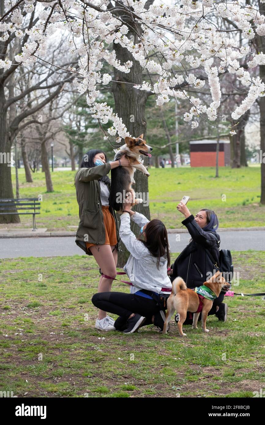 3 donne asiatiche americane scattano foto dei loro cani (corgi top & Shiba Inu bottom) tra gli alberi di melo in un parco a Queens, New York. Foto Stock