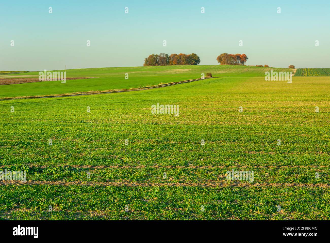 Verde grande campo rurale e cielo chiaro, Staw, Lubelskie, Polonia Foto Stock