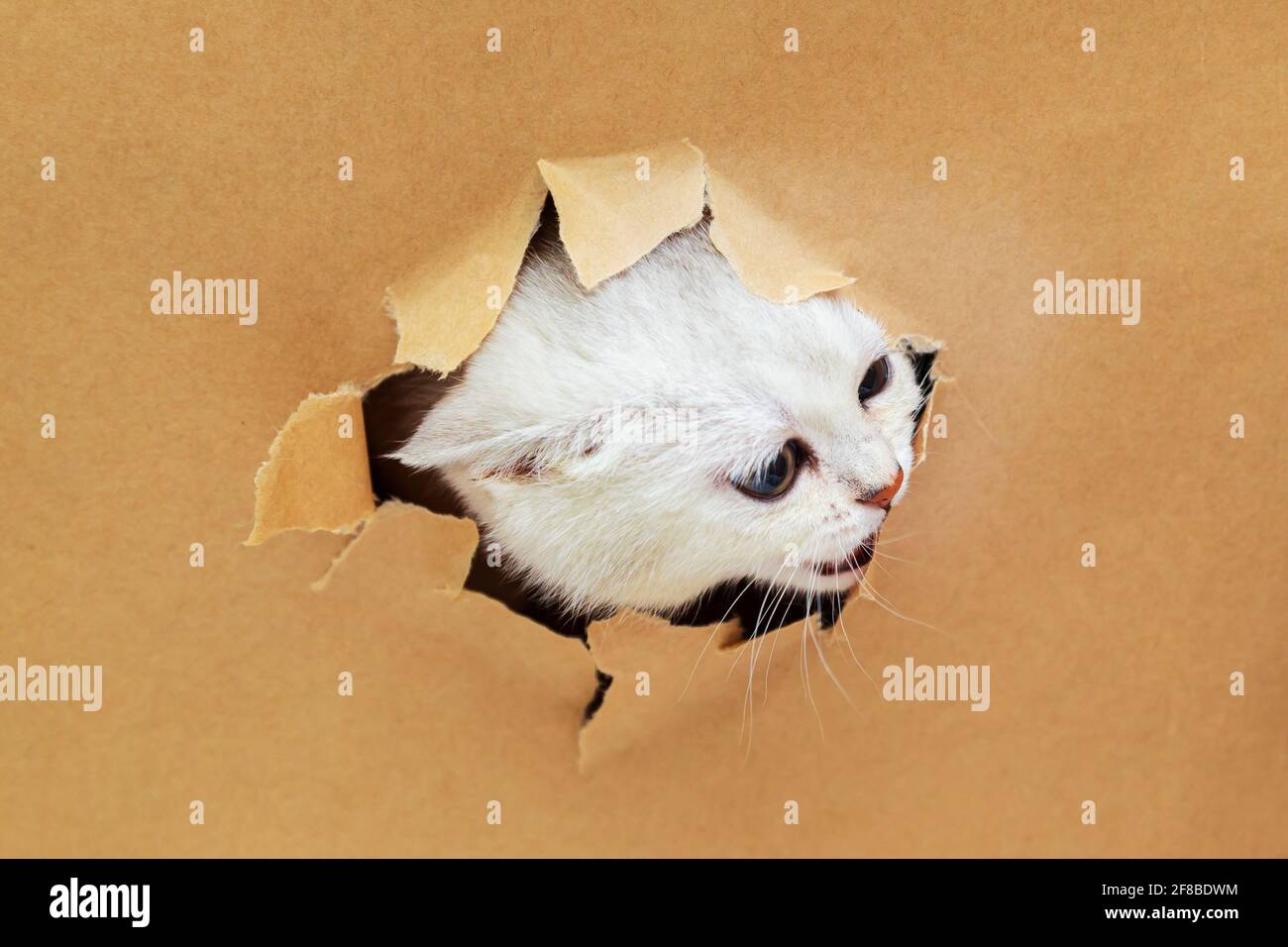Il piccolo gattino britannico bianco guarda attraverso un buco nella carta artigianale. Strano animale domestico curioso. Spazio di copia. Foto Stock
