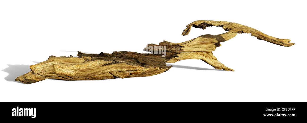 driftwood, tronco vecchio e asciutto isolato su sfondo bianco Foto Stock