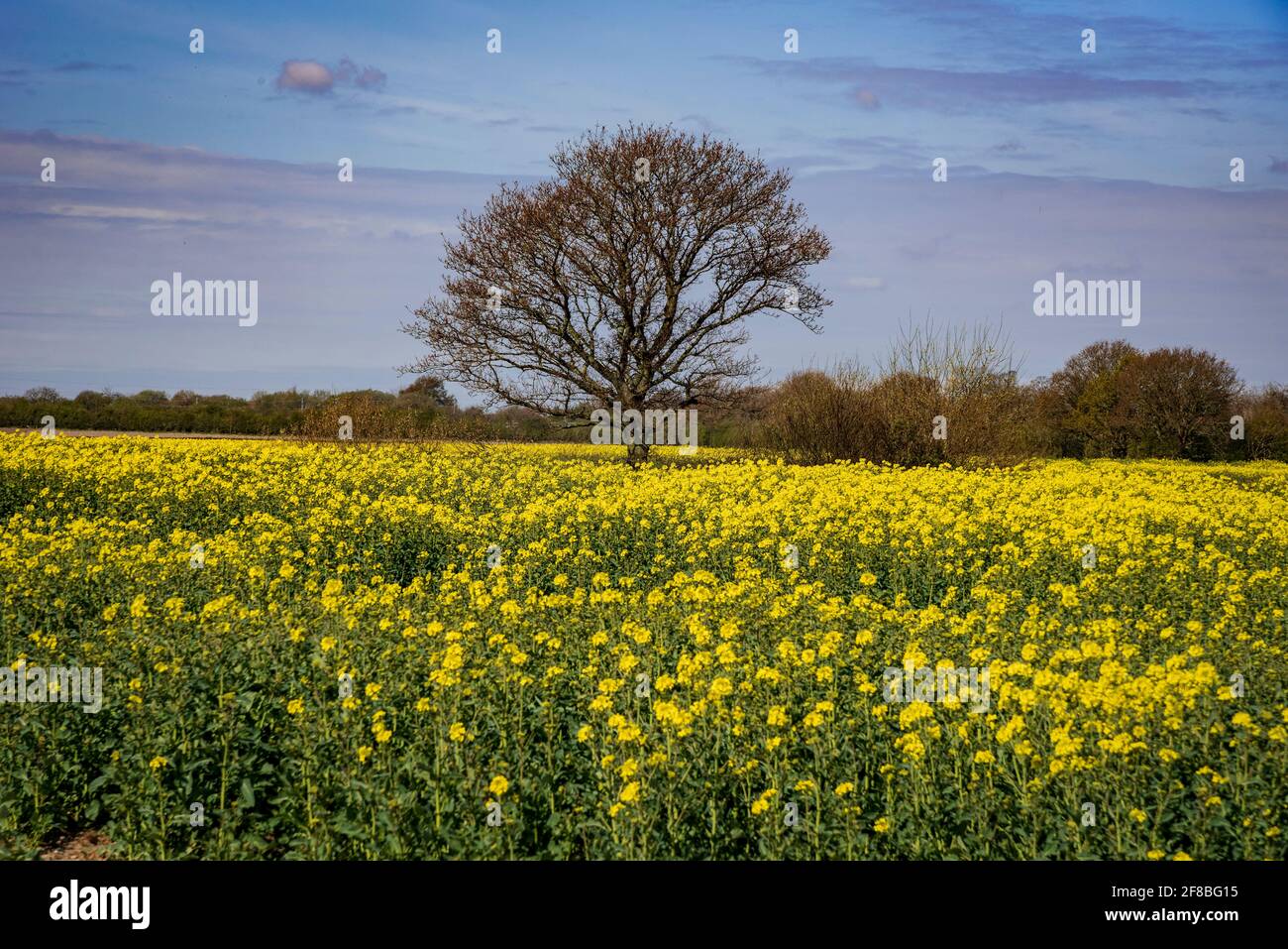 Fiori gialli attraverso un campo di colza. Foto Stock