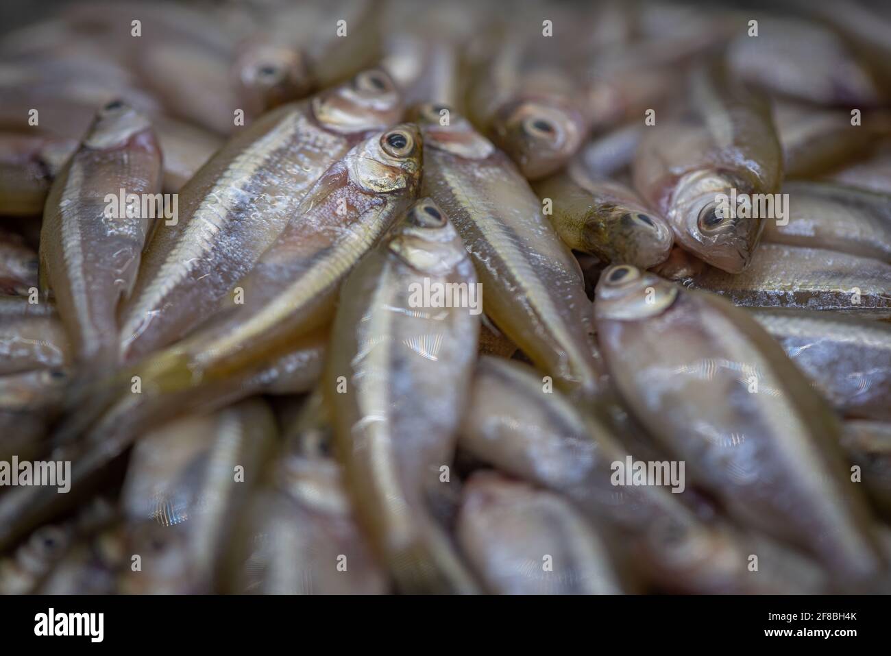 Pesce locale Foto Stock