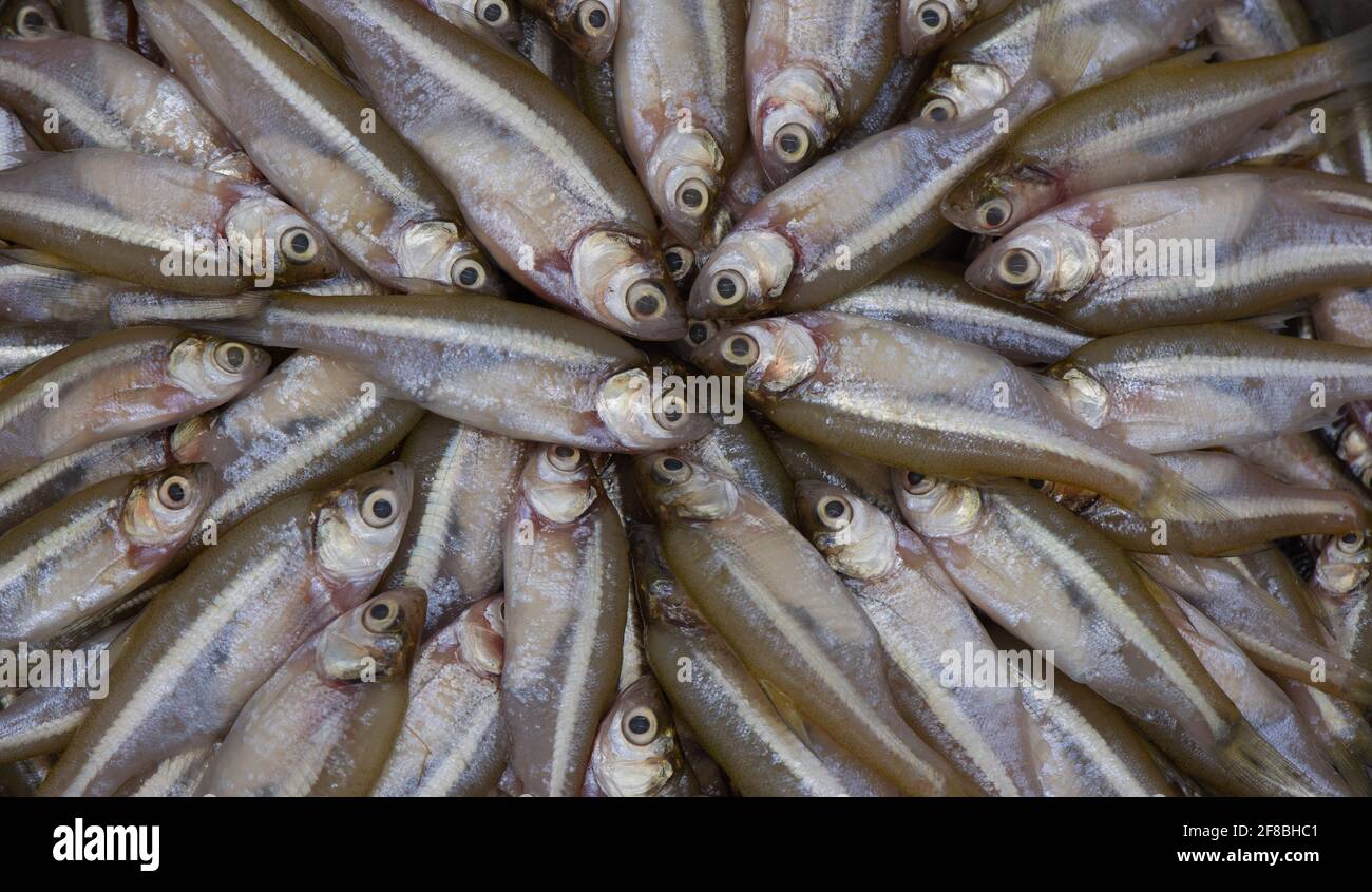 Pesce locale Foto Stock