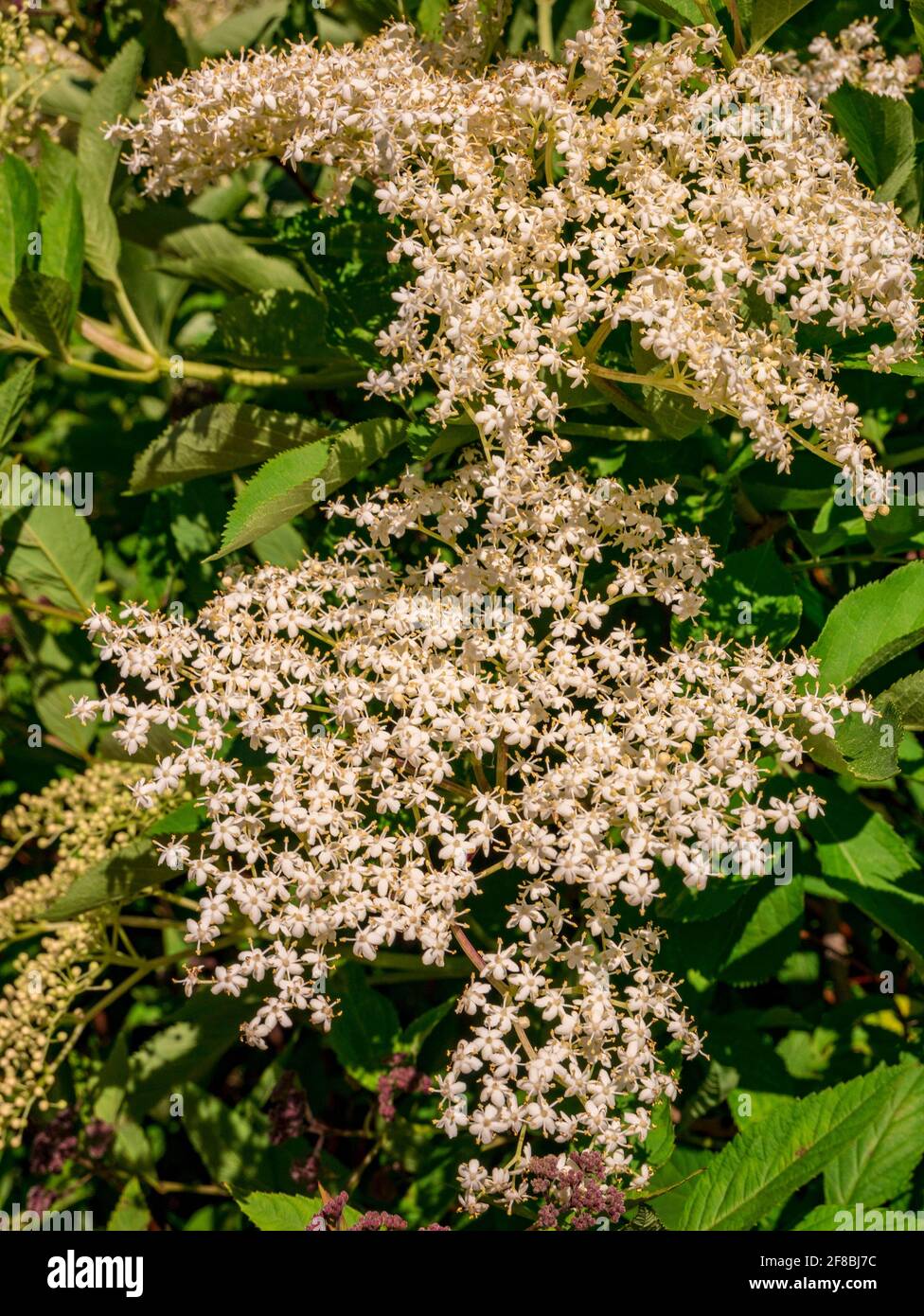 Fiori di sambuco (Sambucus nigra) - vista dell'infiorescenza Foto Stock