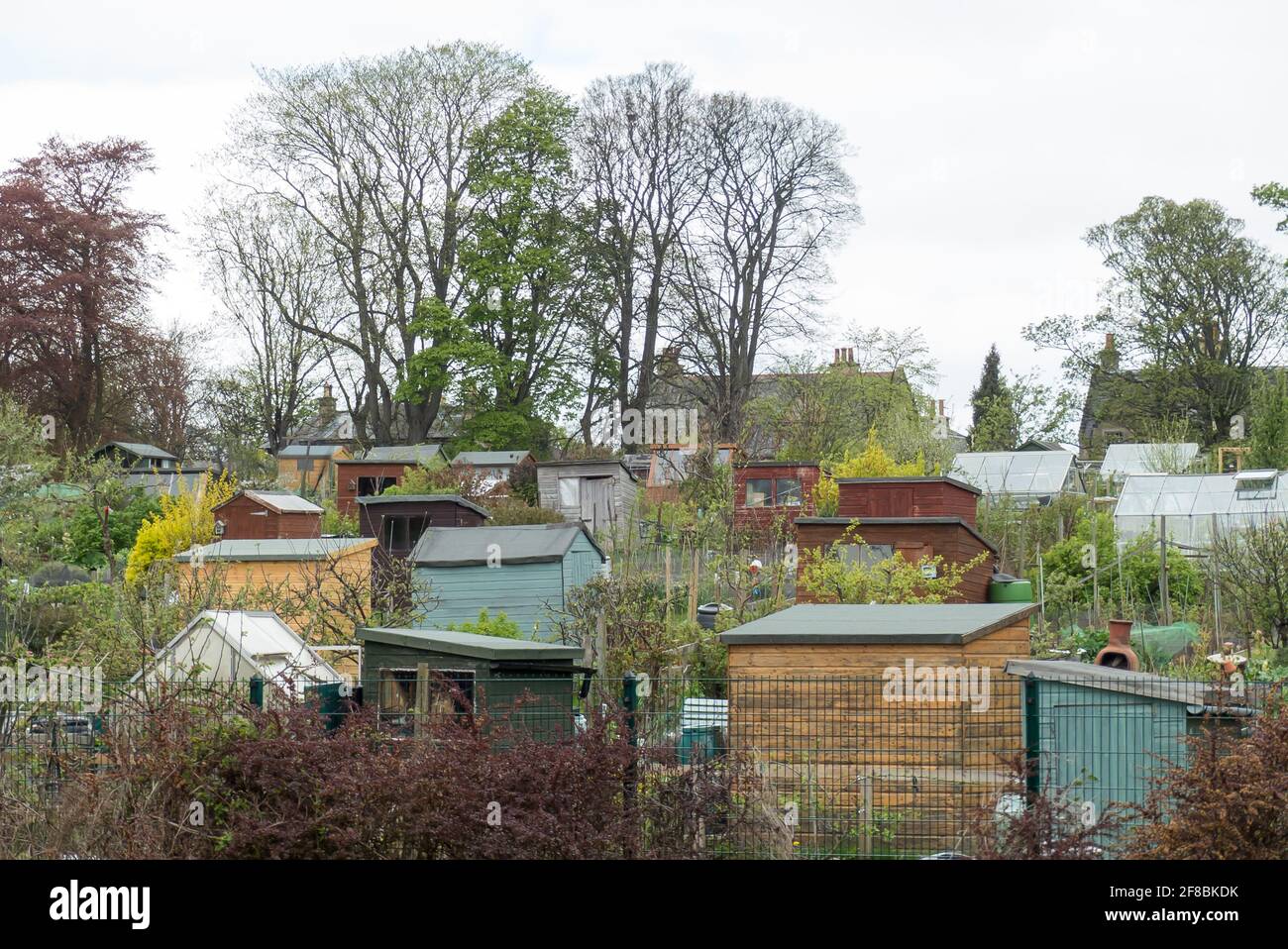 Edimburgo in Scozia: L'istituzione britannica di allottamenti nei sobborghi Foto Stock