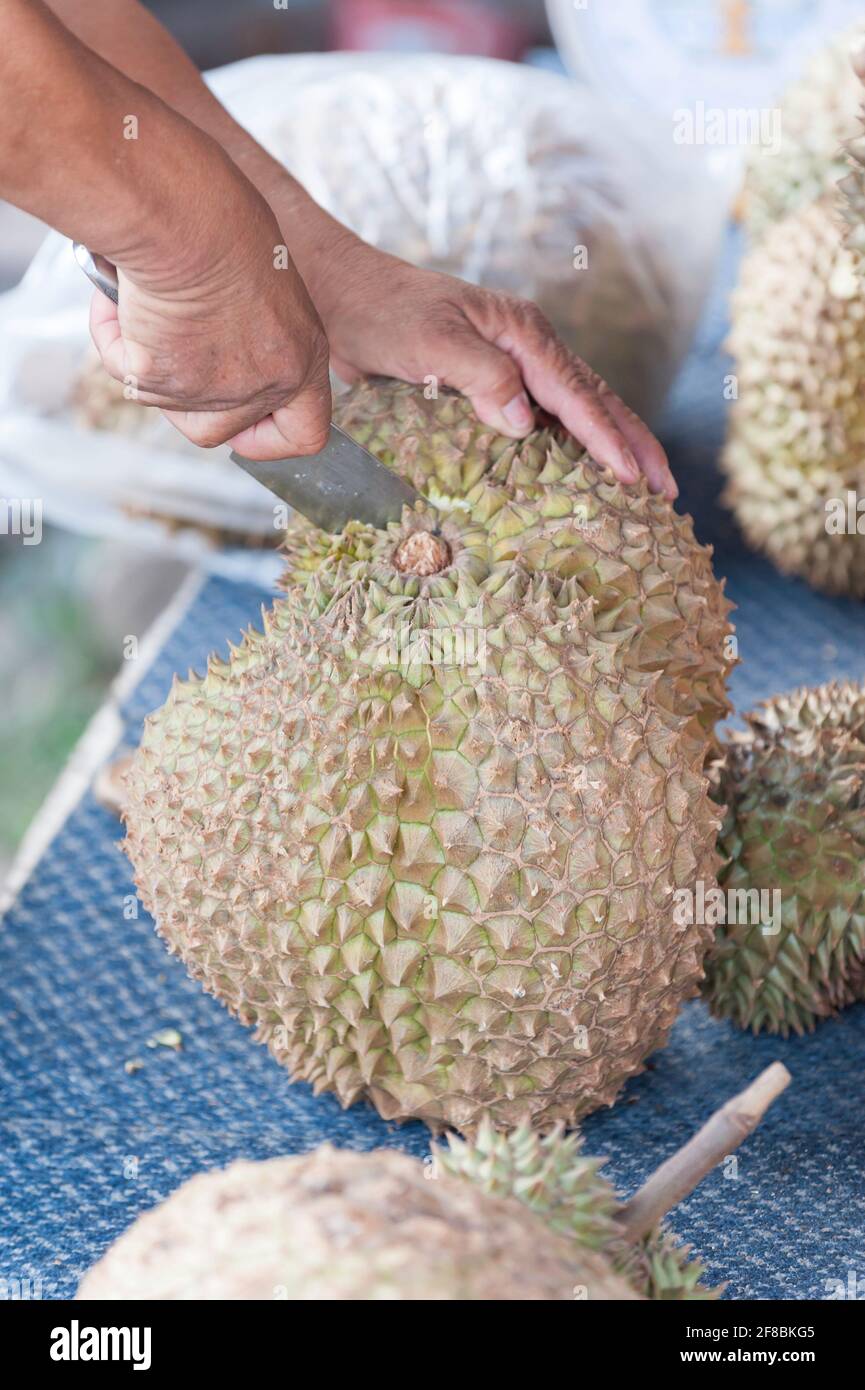 L'agricoltore asiatico che detiene durian è un re di frutta. Foto Stock