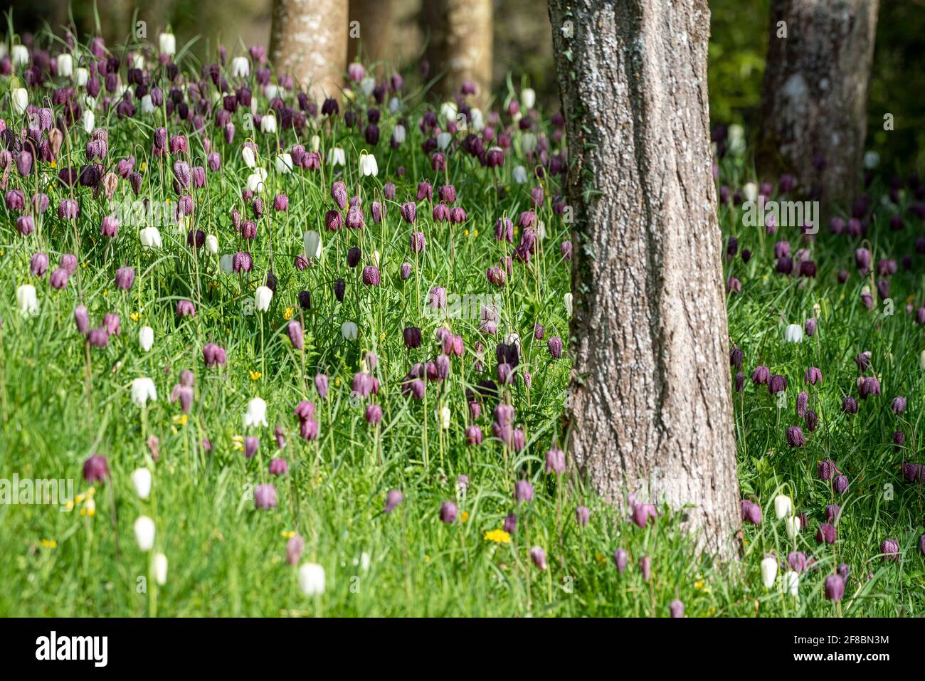 Un bosco inglese con serpenti testa Fritillary fiori. Foto Stock