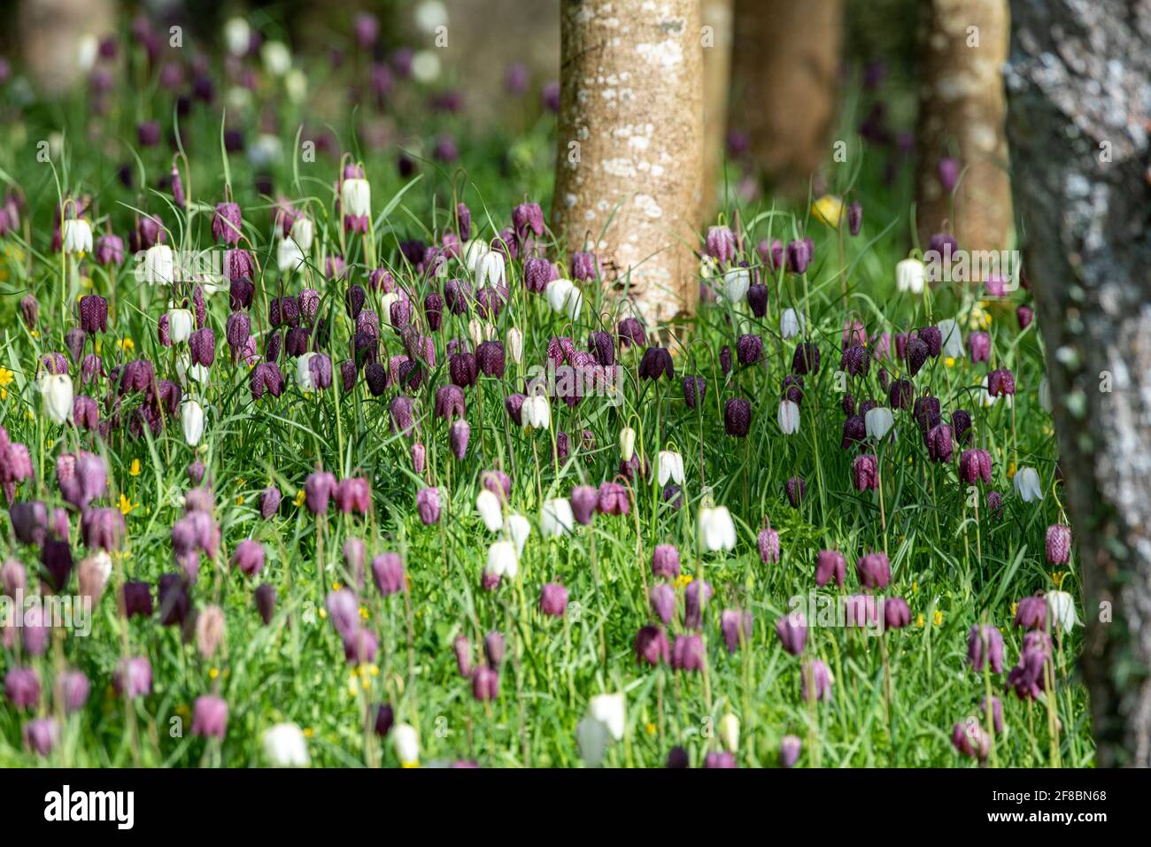 Un bosco inglese con serpenti testa Fritillary fiori. Foto Stock