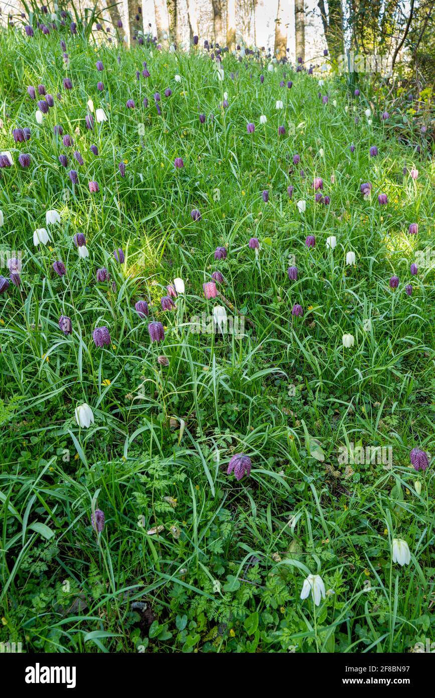 Un bosco inglese con serpenti testa Fritillary fiori. Foto Stock
