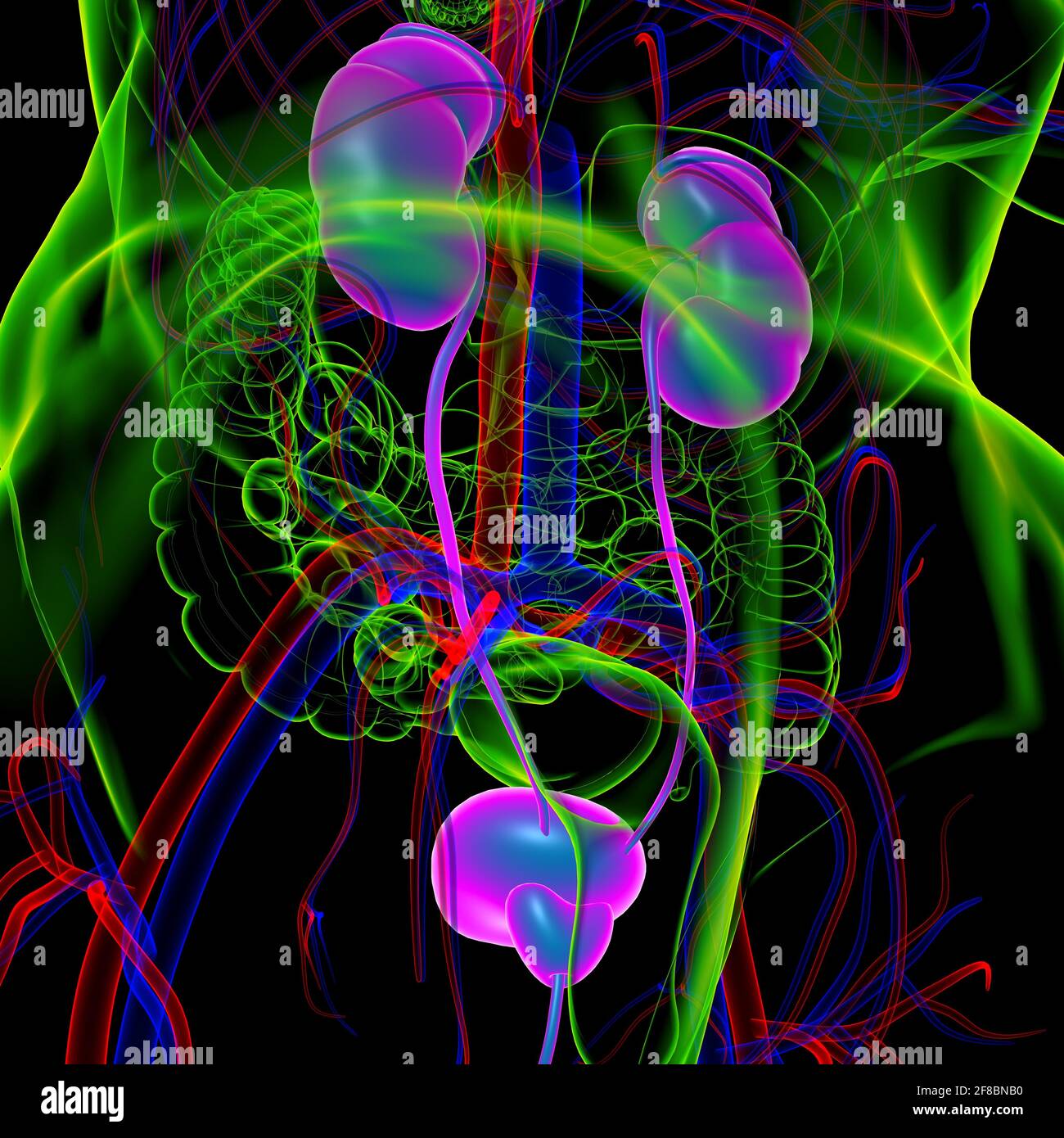 Reni del sistema urinario umano con anatomia della vescica per l'illustrazione 3D del concetto medico Foto Stock