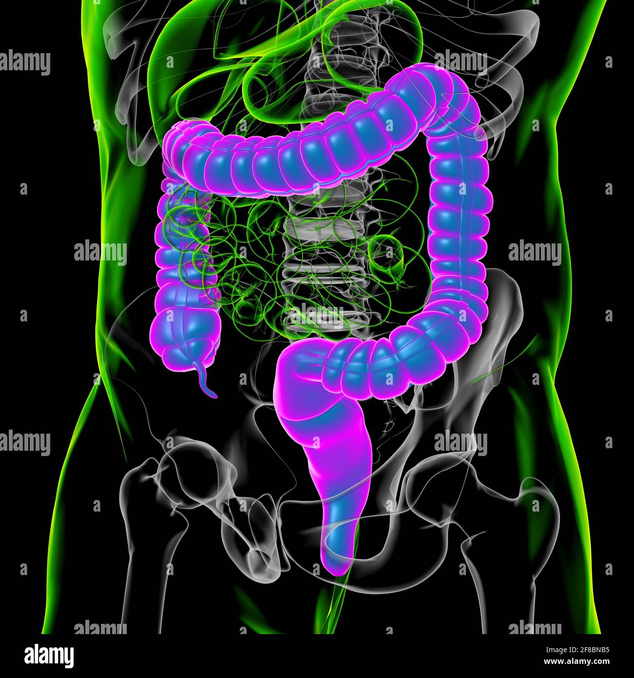 Illustrazione 3D dell'intestino crasso sistema digestivo umano Anatomia per concetto medico Foto Stock