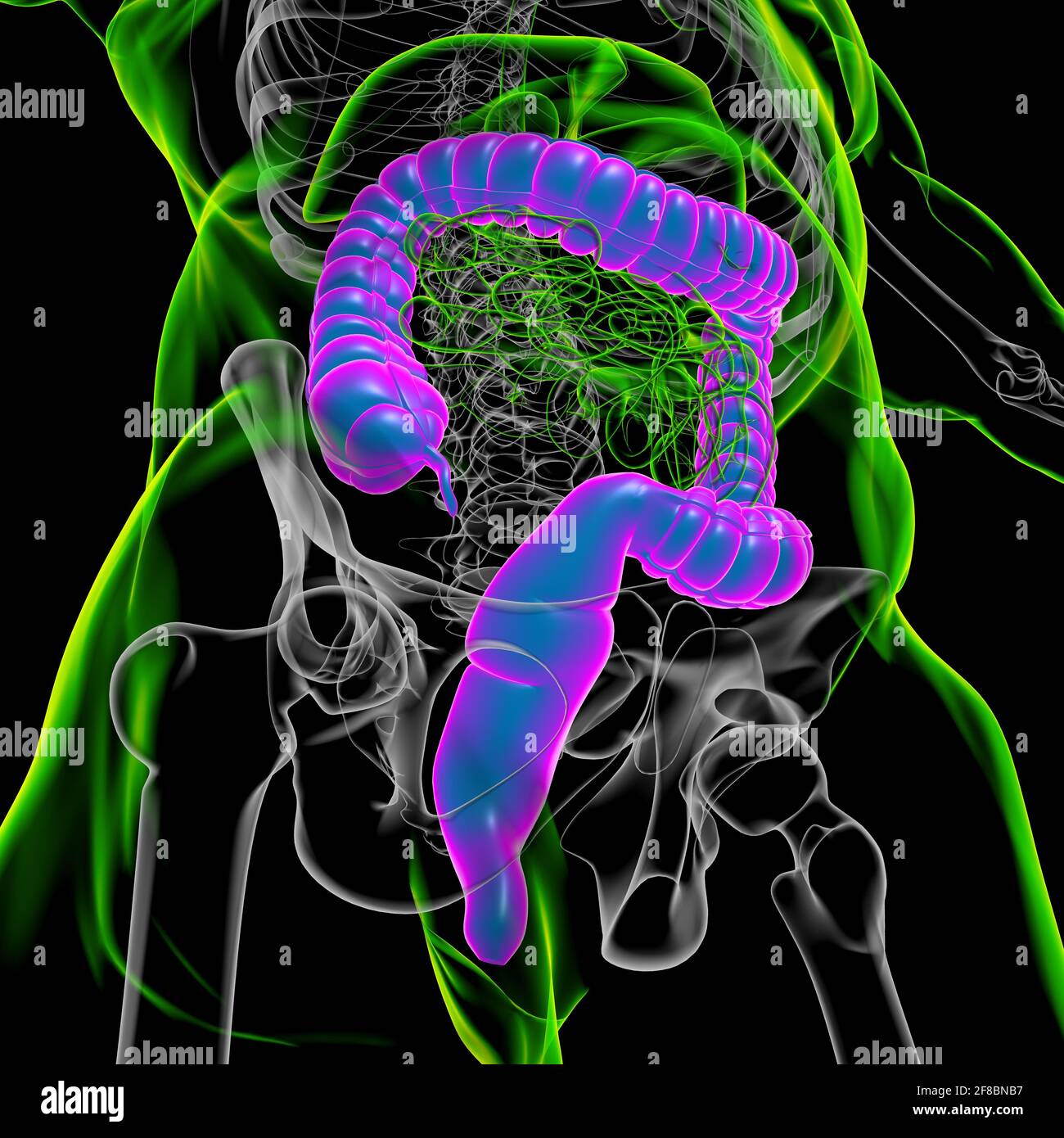 Illustrazione 3D dell'intestino crasso sistema digestivo umano Anatomia per concetto medico Foto Stock