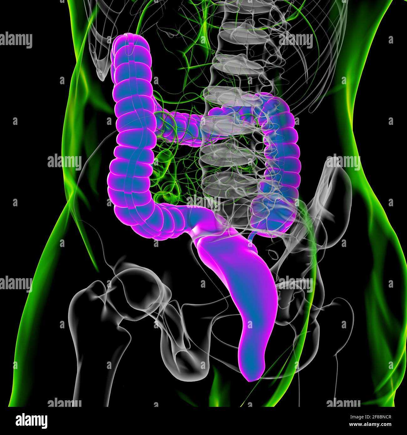 Illustrazione 3D dell'intestino crasso sistema digestivo umano Anatomia per concetto medico Foto Stock