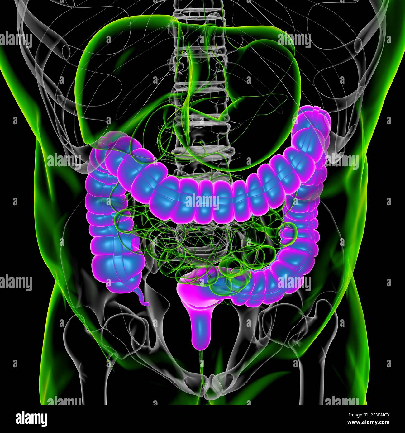Illustrazione 3D dell'intestino crasso sistema digestivo umano Anatomia per concetto medico Foto Stock