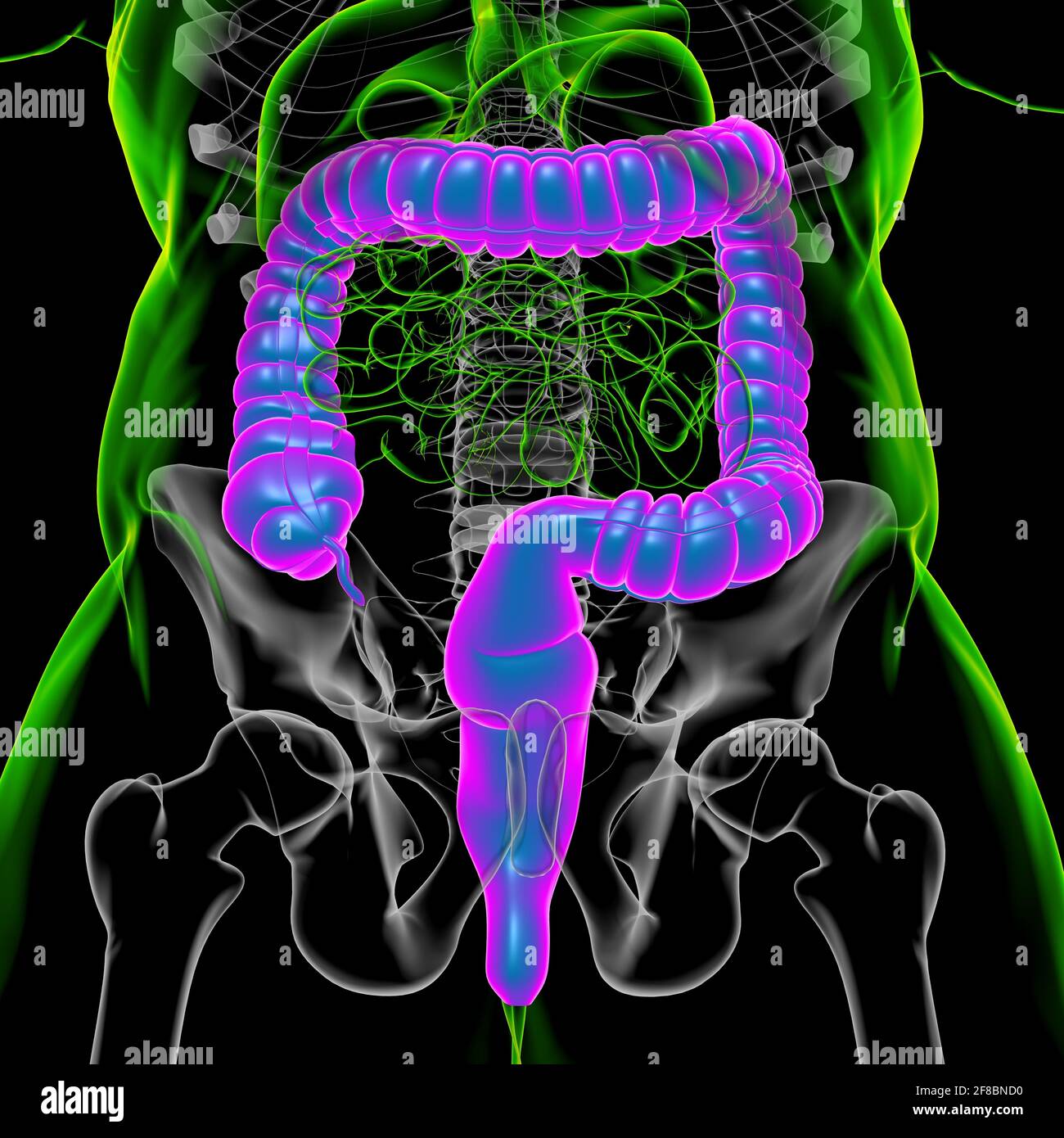 Illustrazione 3D dell'intestino crasso sistema digestivo umano Anatomia per concetto medico Foto Stock