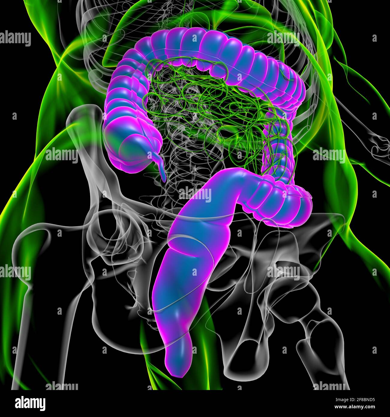 Illustrazione 3D dell'intestino crasso sistema digestivo umano Anatomia per concetto medico Foto Stock