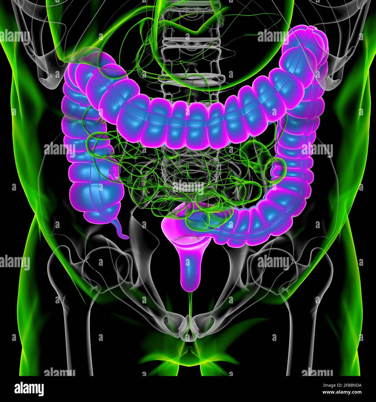 Illustrazione 3D dell'intestino crasso sistema digestivo umano Anatomia per concetto medico Foto Stock