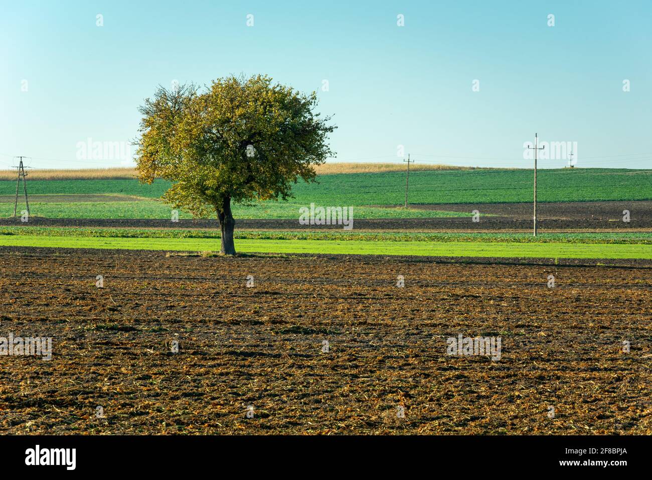Unico albero deciduo che cresce in un terreno agricolo, vista soleggiata autunno Foto Stock