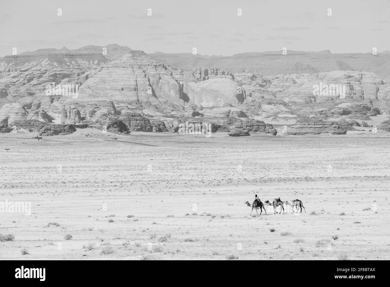 Al Ula, Arabia Saudita, febbraio 20 2020: Beduino guida i suoi cammelli attraverso il deserto vicino ad al Ula, Arabia Saudita Foto Stock