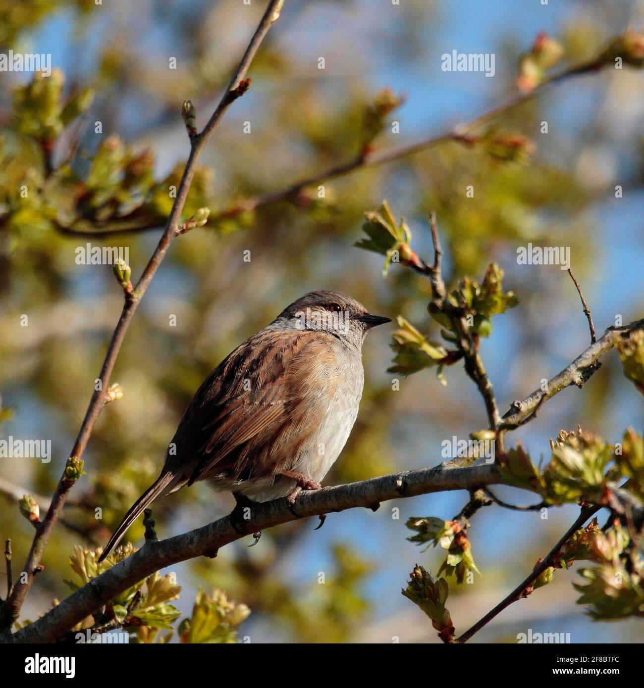 Hedge Sparrow Foto Stock