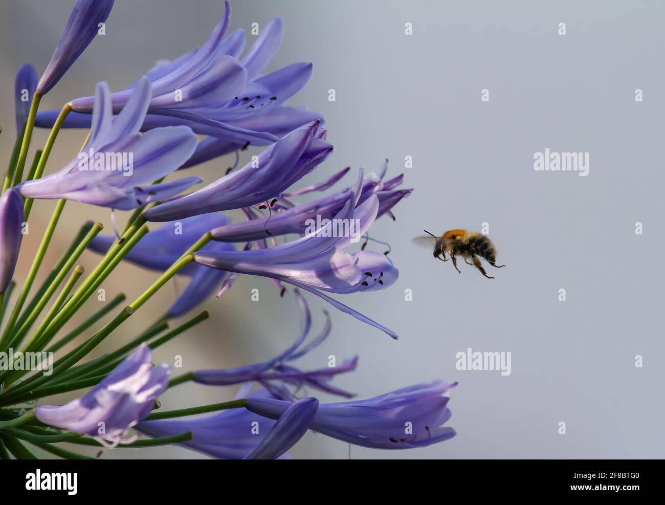 Primo piano di un'ape che vola a fiori di blu Agapanthus Foto Stock