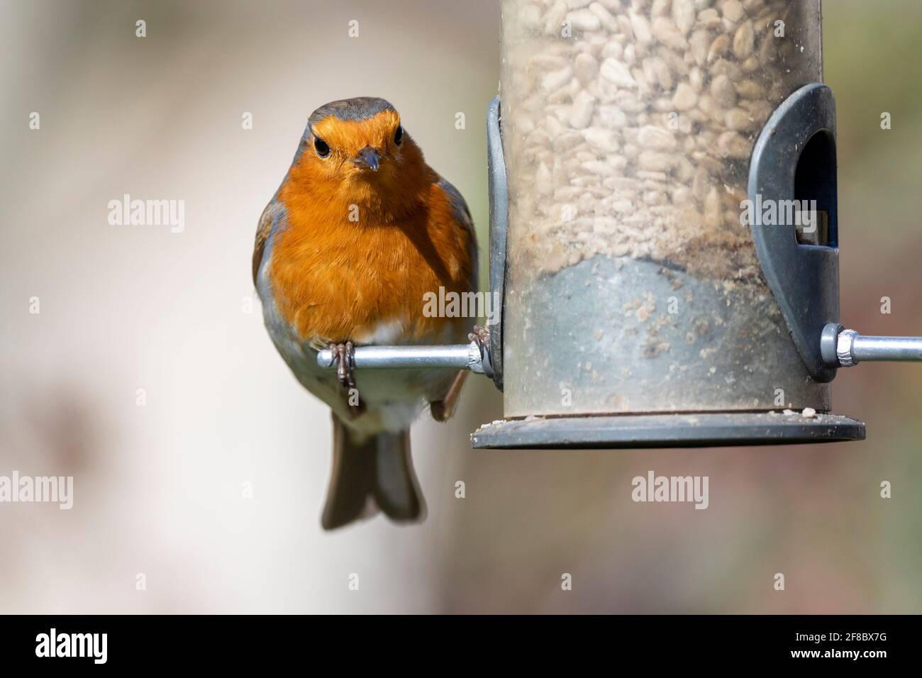 Robin (Erithacus rubecula) Foto Stock