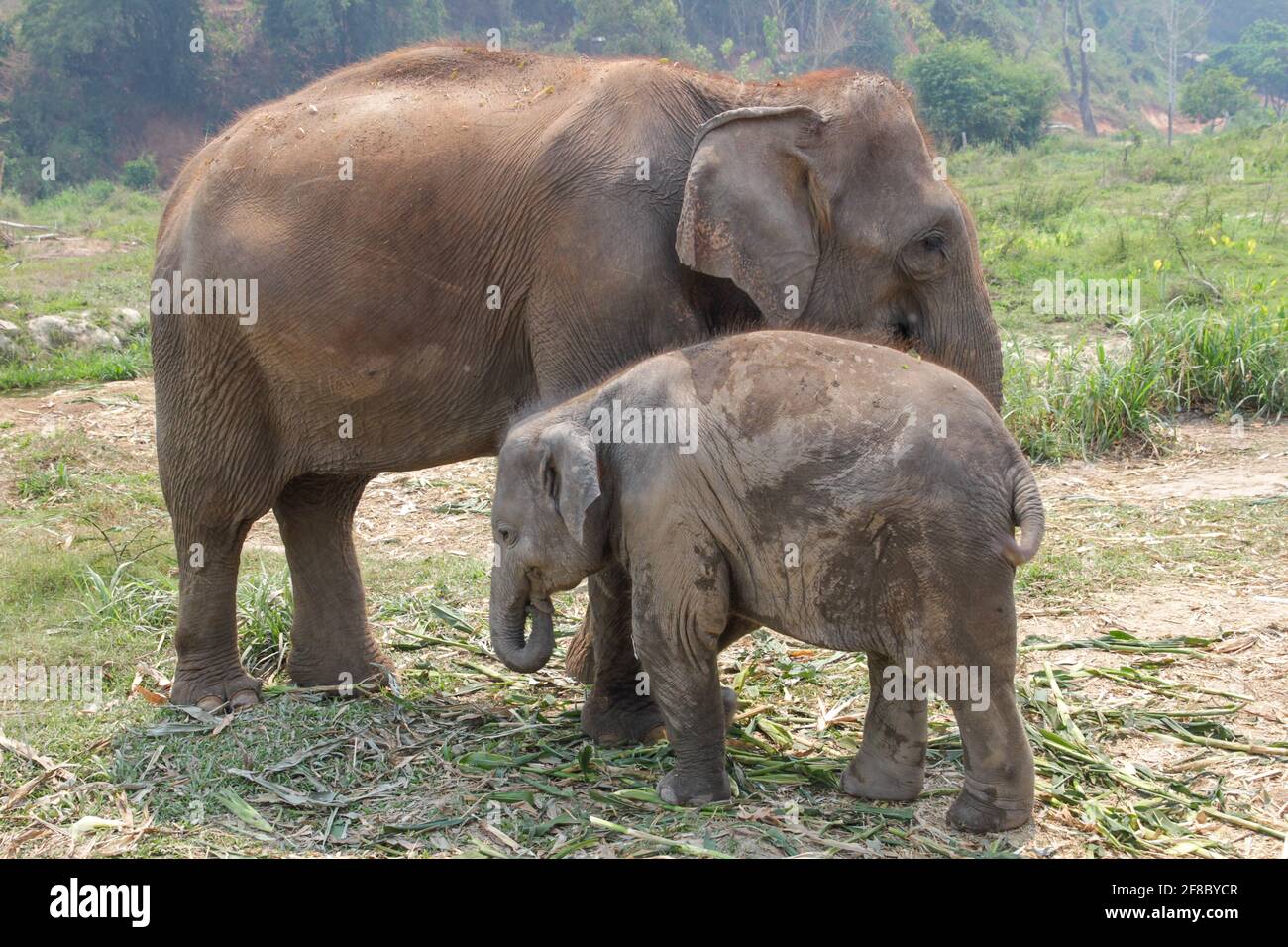 Madre e bambino elefante asiatico vitello a Chiang mai, Thailandia Foto Stock