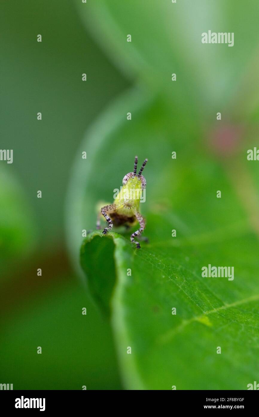 Closeup Macro di cavallino verde con il volto comico nella giungla amazzonica Bolivia. Foto Stock