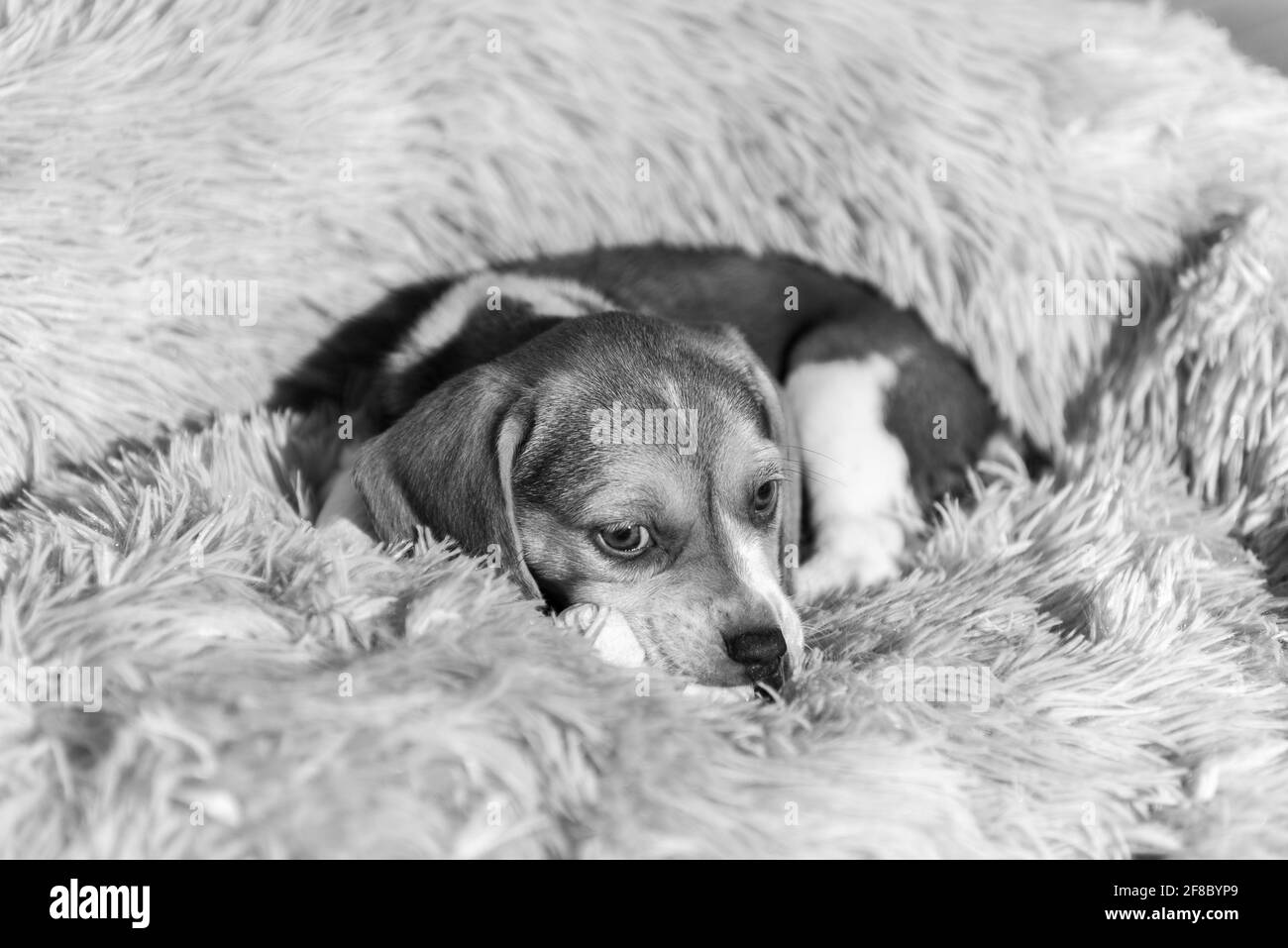 Cucciolo di Beagle poggiato su un divano. Foto Stock