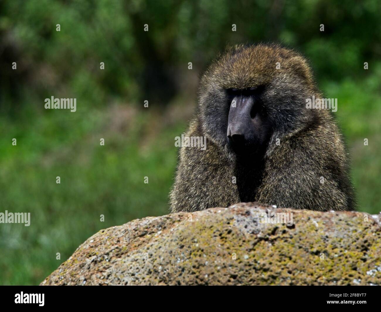 Primo piano di un Baboon Olive (Papio anubis) che si nasconde dietro una roccia nel Parco Nazionale delle Bale Mountains, Etiopia. Foto Stock