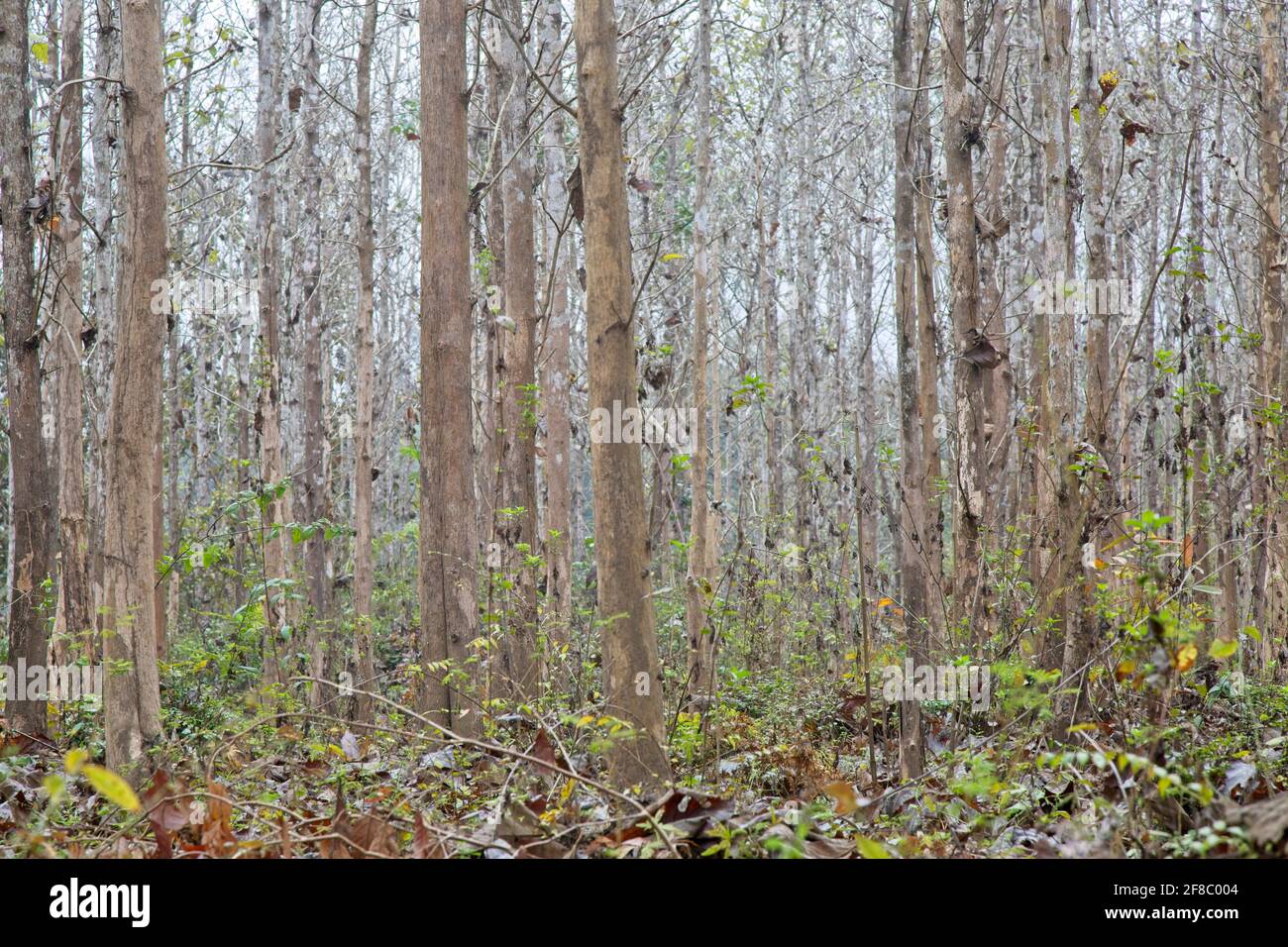 Sfondo modello di alberi nella foresta formando linee e modelli naturali Luang Prabang, Laos. Foto Stock