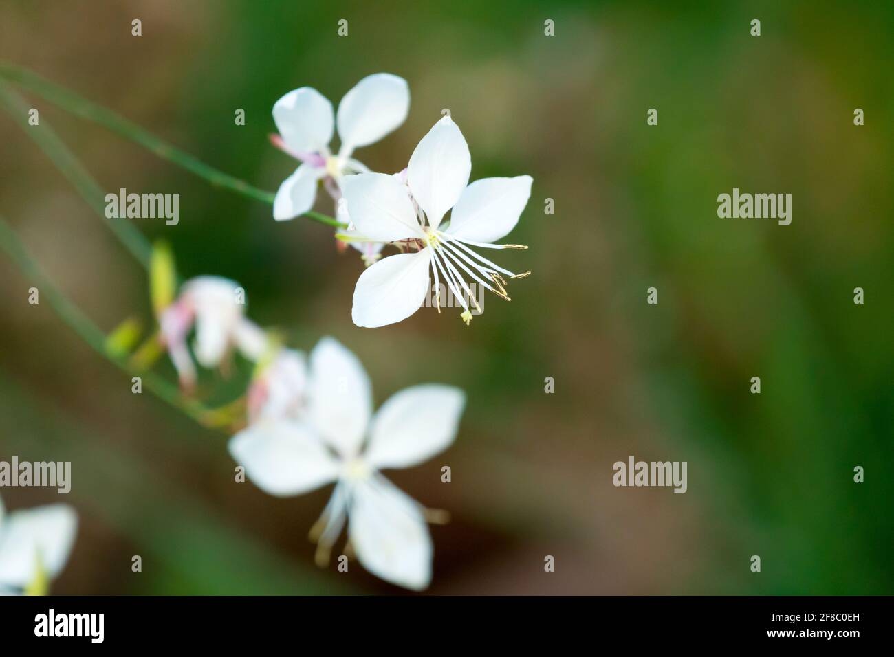 Gaura lindheimeri o Oenotera lindheimeri fiori closeup che sono bianchi, piccoli e delicati Foto Stock