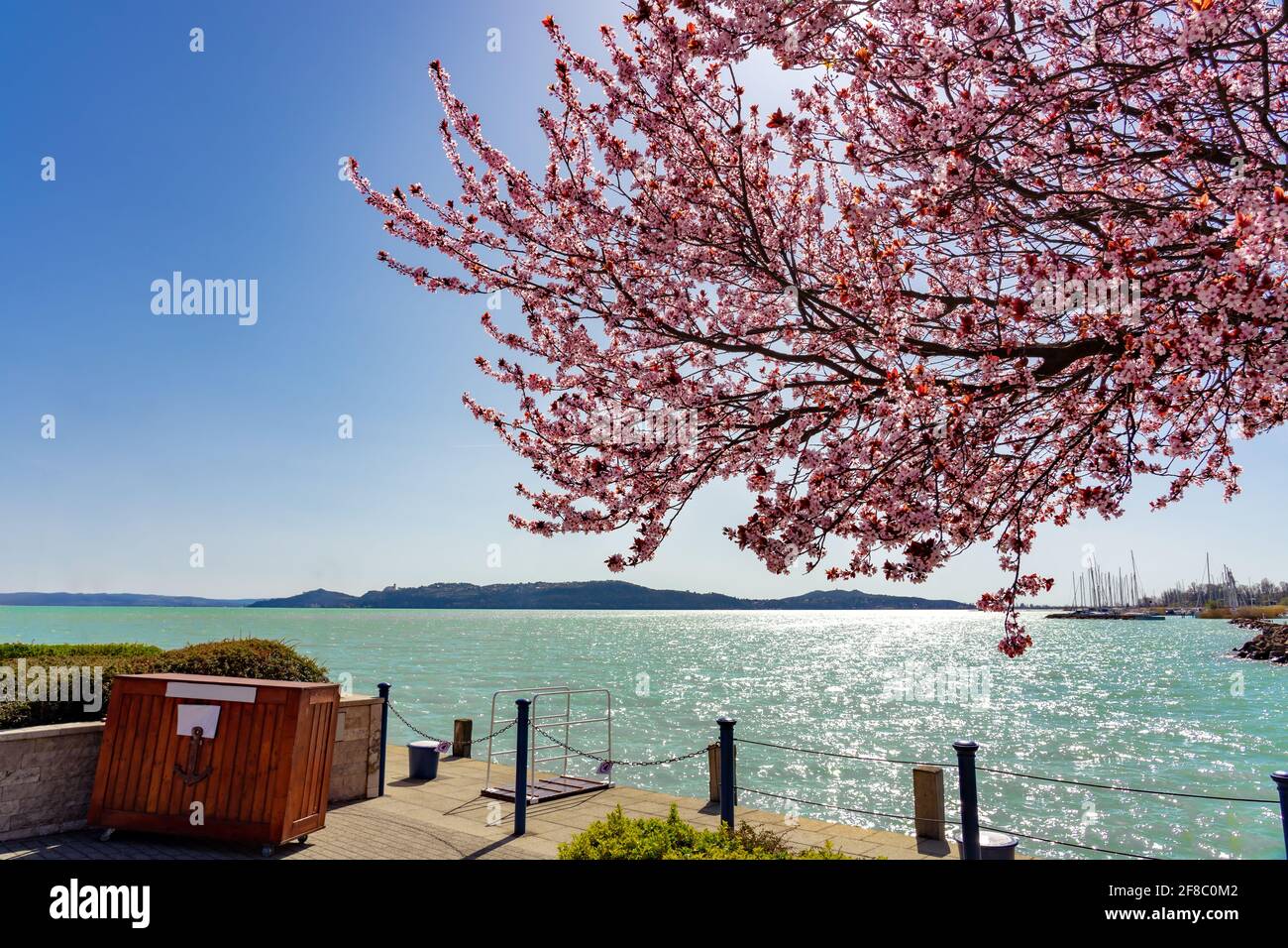 Bella fioritura alberi rosa accanto al lago Balaton sul molo Balatonfured con panchine primavera vacanza . Foto Stock