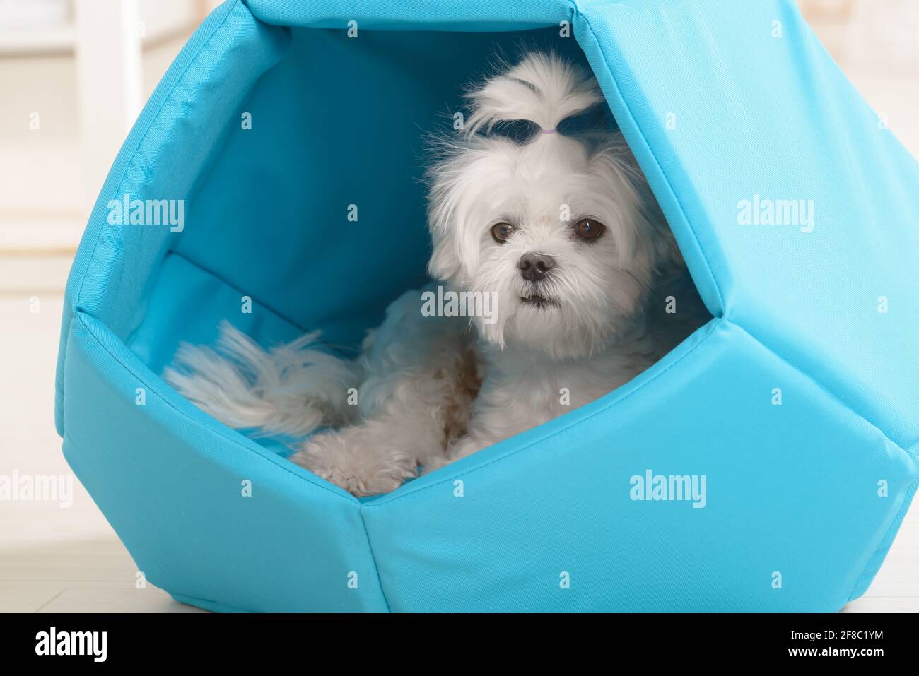 Carino giovane maltese adagiato sul suo letto blu a casa Foto Stock