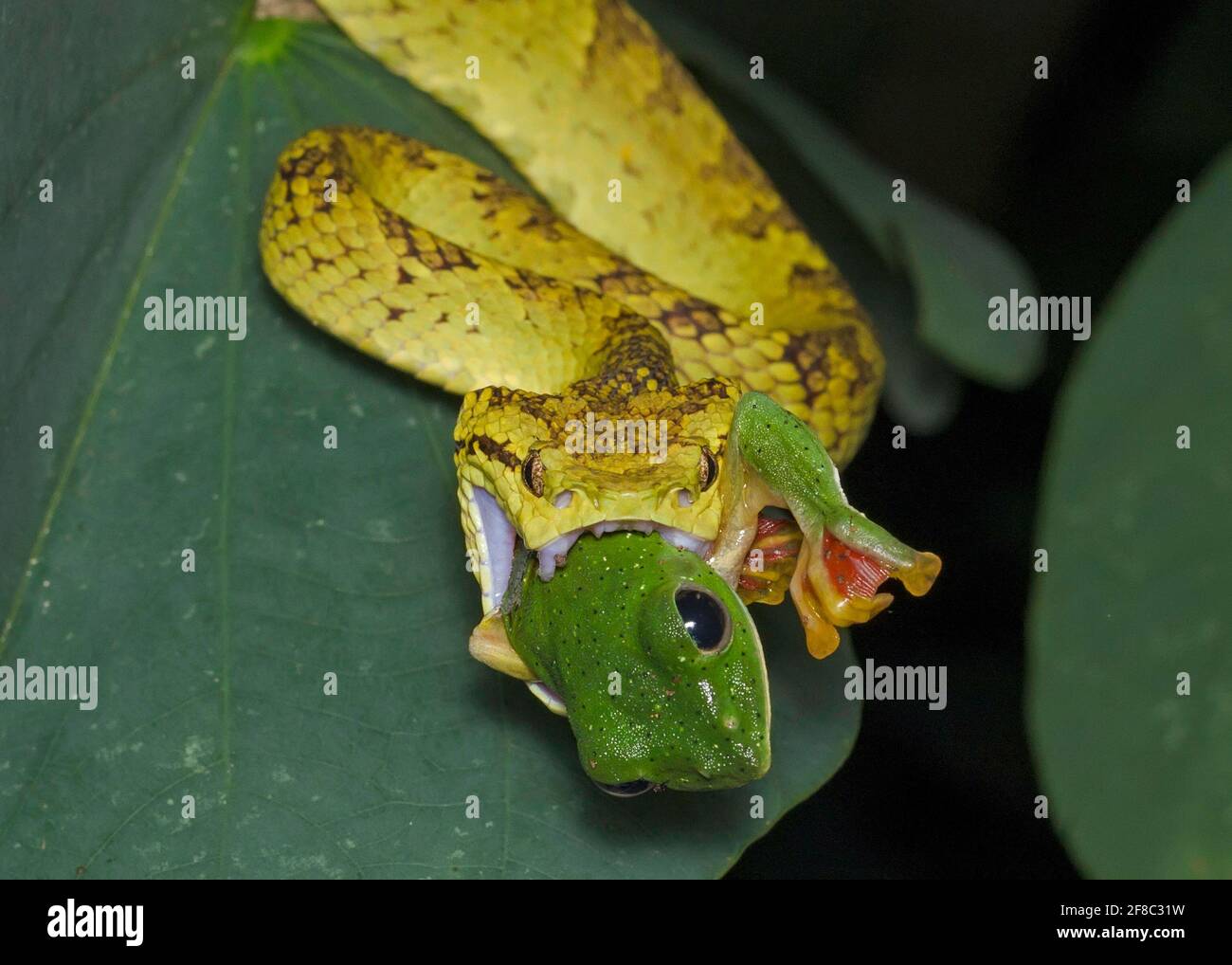 Ci sono voluti circa dieci minuti perché la vipera deglutisca la rana intera. AGUMBE, INDIA: LA stagione DI ACCOPPIAMENTO è stata tagliata corta per questa rana povera dopo un VIPER mortale Foto Stock