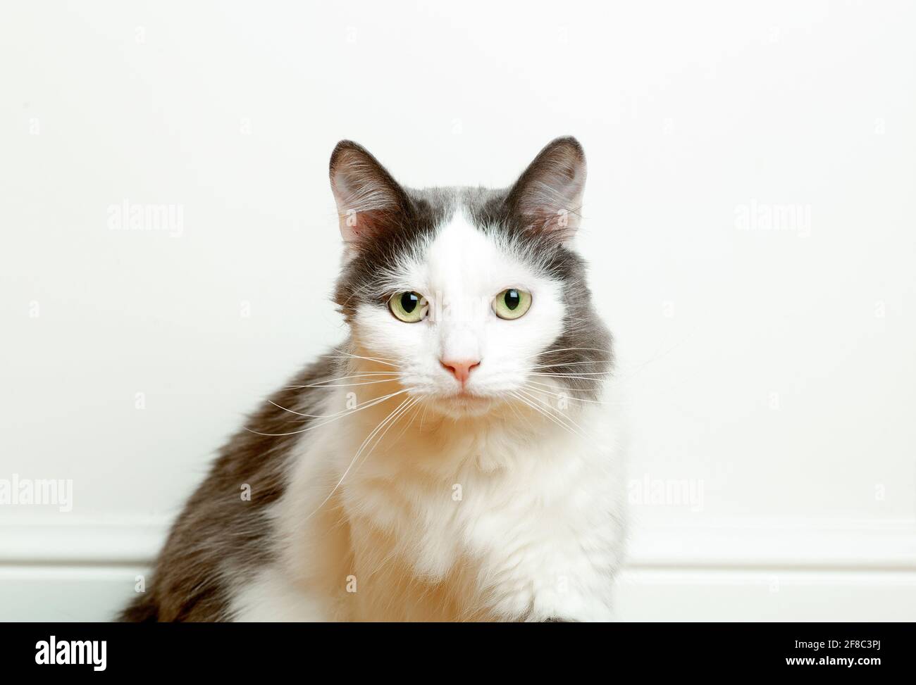 Ritratto di un simpatico gatto domestico sullo sfondo della bandiera di una parete bianca vuota. Lo sguardo e gli occhi di un gatto grazioso. Foto di alta qualità Foto Stock