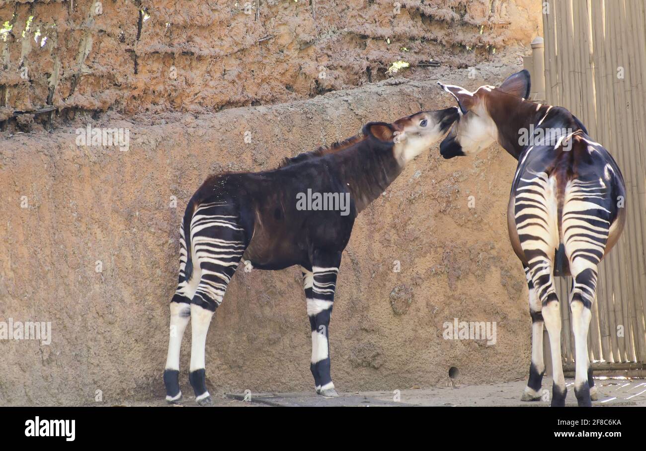 Los Angeles, CA, USA: 18 gennaio 2014: Un giovane Okapi odora la madre allo zoo DI LOS Angeles, California. Foto Stock