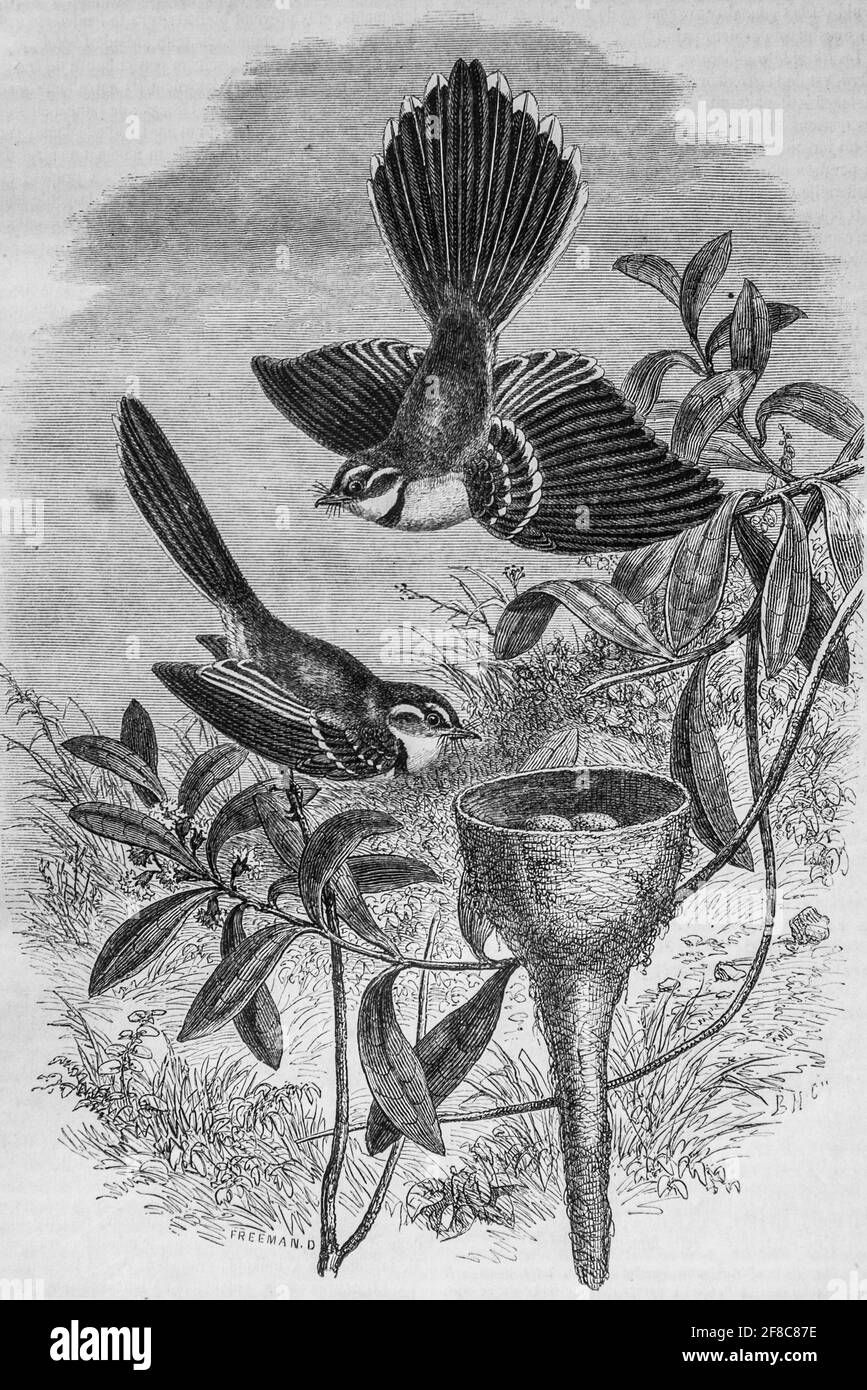 rhipidura albiscapa oiseau d'australie, le magazin pittoresque par m. edouard charton 1870 Foto Stock