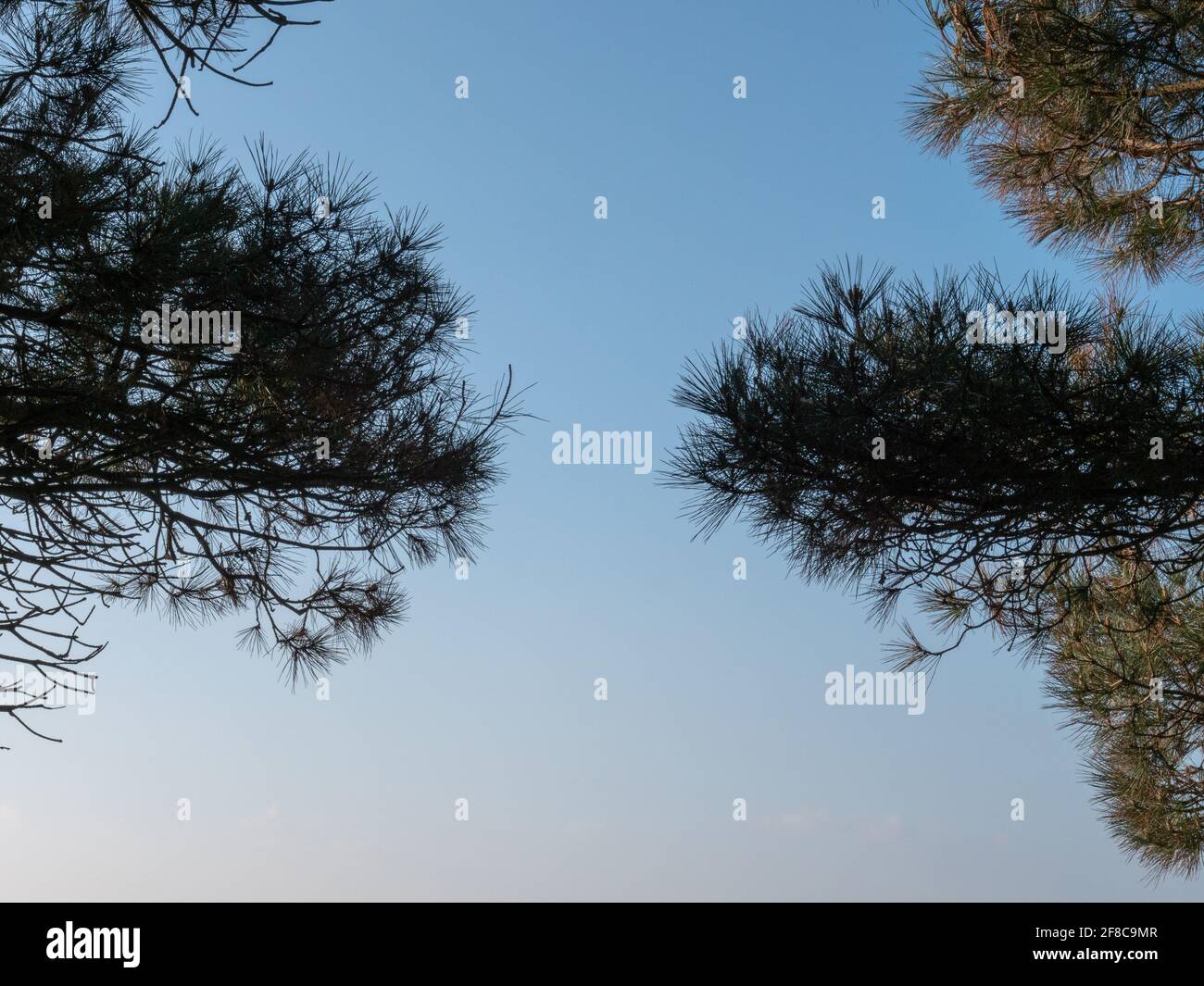 Rami di un pino visto contro un cielo blu in Inghilterra, Regno Unito. Foto Stock