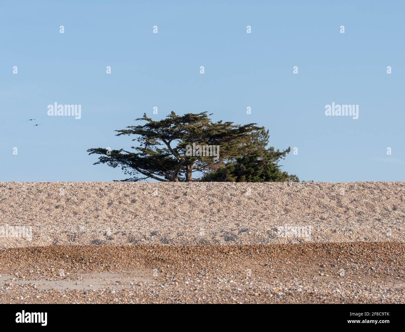 Pino visto dietro una duna ghiaiosa sulla costa meridionale dell'Inghilterra, Regno Unito. Foto Stock