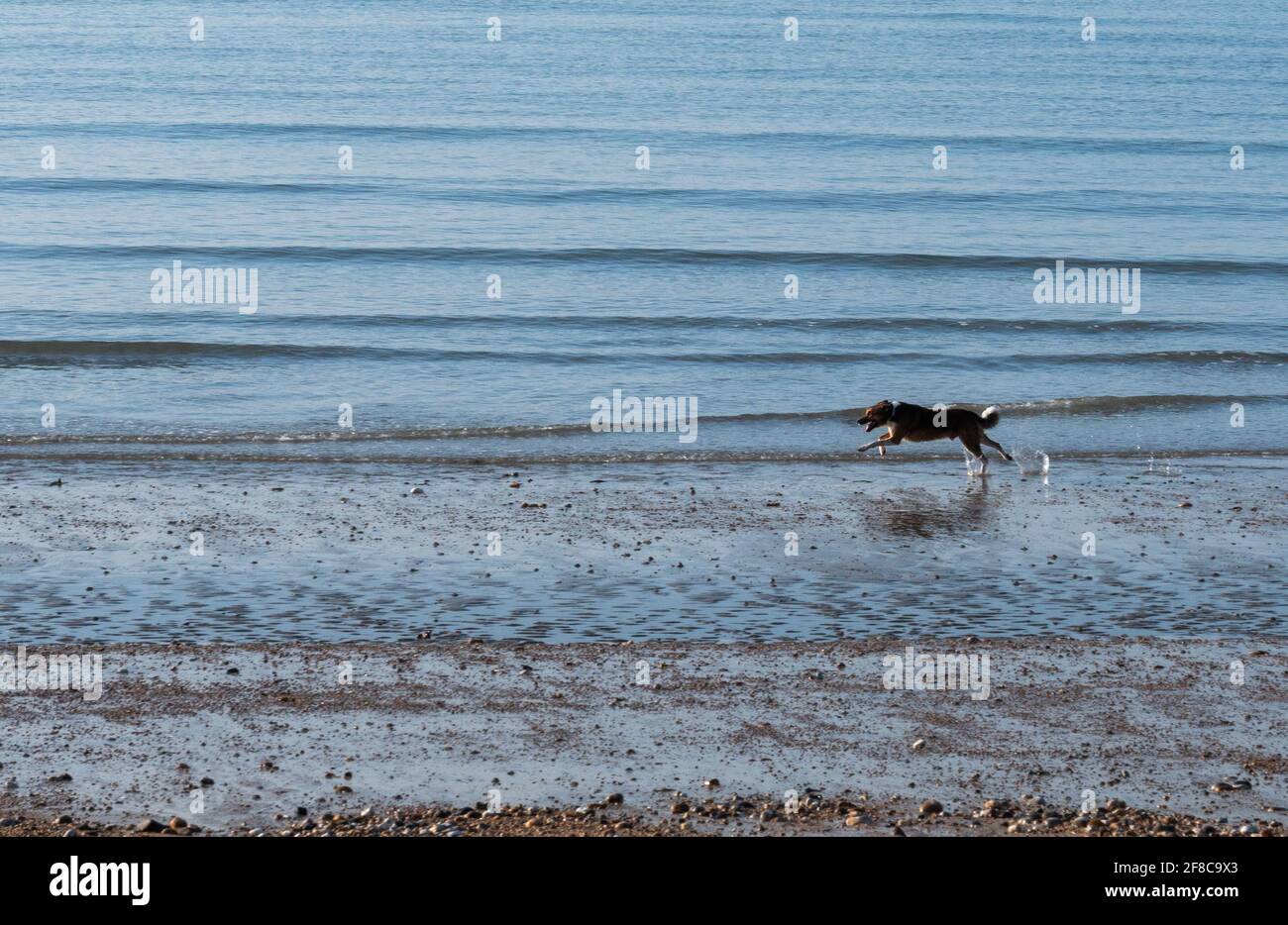 Cane visto correre sulla spiaggia lungo il mare. Foto Stock