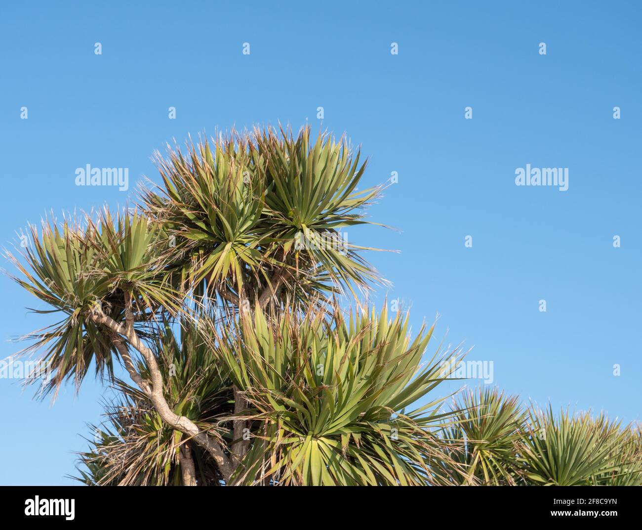 Cordyline Australis visto contro un cielo blu nell'aprile 2021. Foto Stock