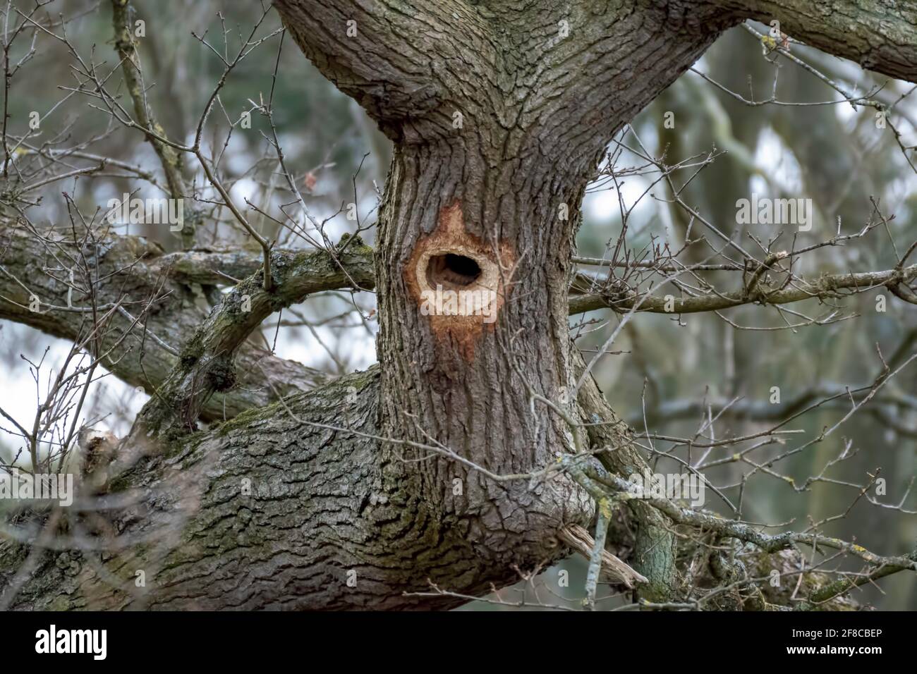 Un albero di quercia con un foro trapanato nel tronco Da un picchio in inghilterra Norfolk Foto Stock