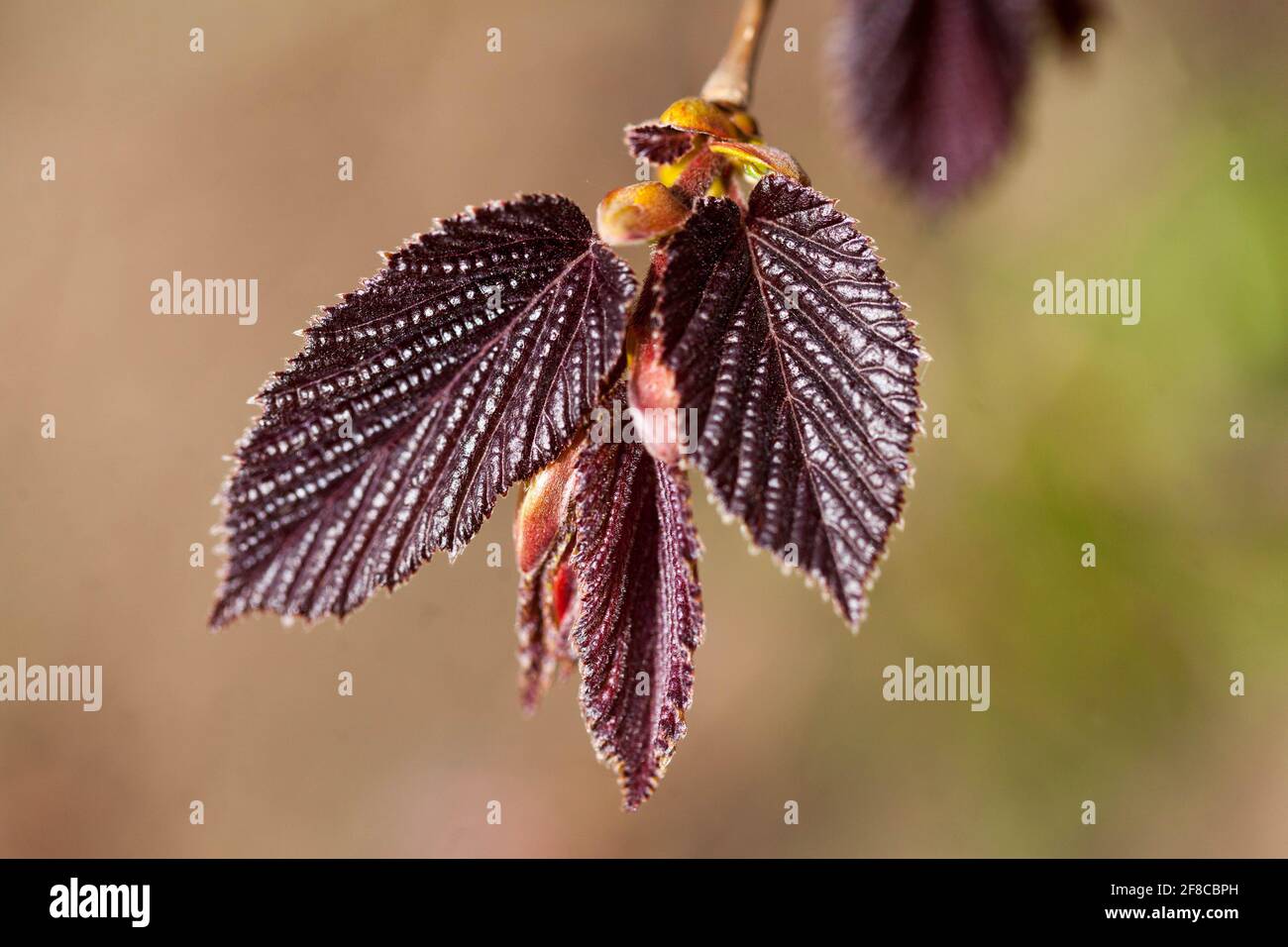 Corylus maxima "Purpurea", nocciolo gigante, nuove foglie in erba Foto Stock
