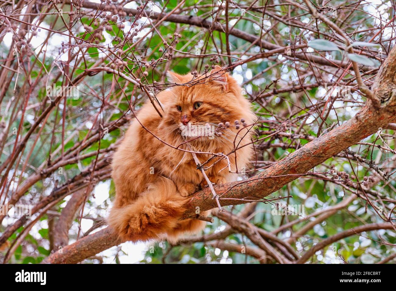 Un meraviglioso gatto rosso ferale con gli occhi verdi si siede sopra un ramo spesso in un parco Foto Stock